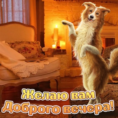 Картинка веселая картинка добрый вечер с собакой