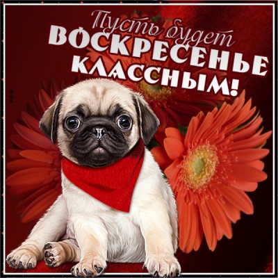 Картинка веселая открытка воскресенье