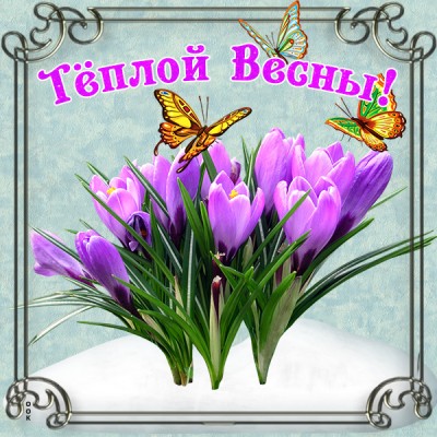 Открытка весенний привет для подруженьки, счастья тебе