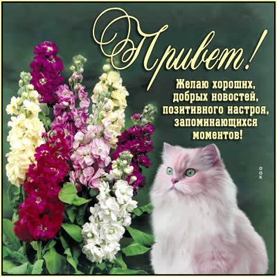 Postcard волшебная открытка привет