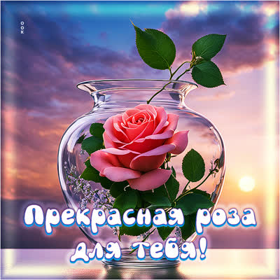 Picture восхитительная открытка прекрасная роза для тебя