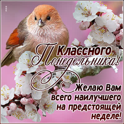 Picture яркая открытка классного понедельника