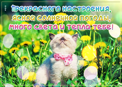 Postcard яркая открытка прекрасного настроения