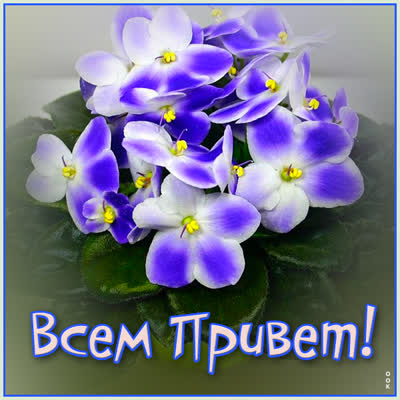 Postcard яркая открытка всем приветик