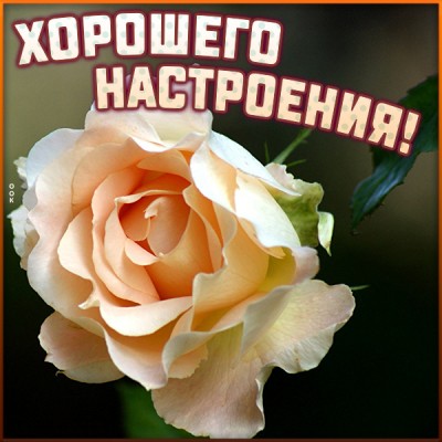 Открытка забавная открытка хорошего настроения