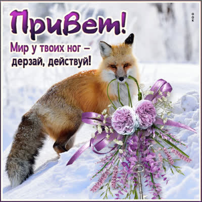 Picture замечательная картинка привет