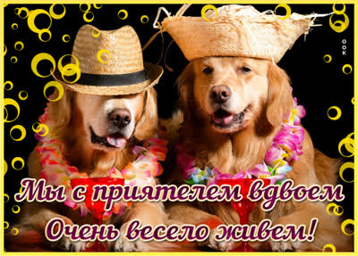 Postcard замечательная открытка мы с приятелем вдвоем