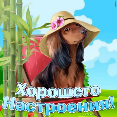Открытка замечательная картинка для настроения с собачкой