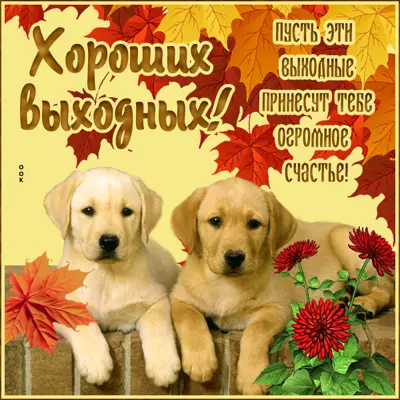 Postcard чудесная картинка хороших выходных с песиками