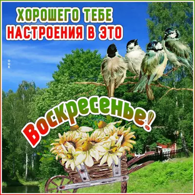 Postcard чудная картинка хорошего тебе настроения в это воскресенье