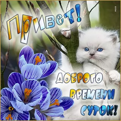 Postcard чудная открытка доброго времени суток