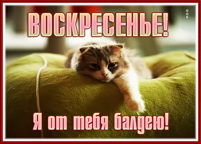 Postcard картинка чудесного воскресенья с котиком
