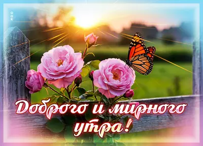 Picture картинка доброго и мирного утра