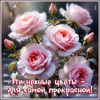 Postcard картинка эти нежные цветы - для самой прекрасной