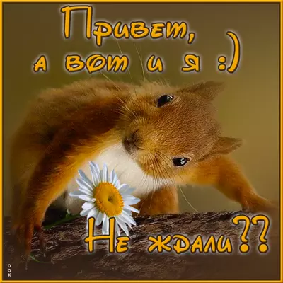 Postcard картинка привет с белочкой