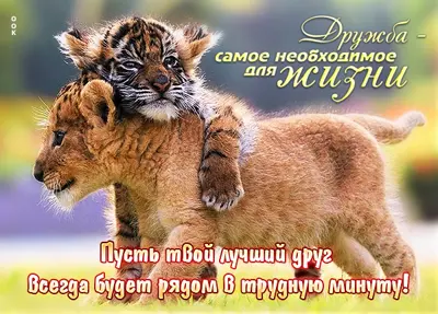 Postcard классная картинка дружба самое необходимое для жизни