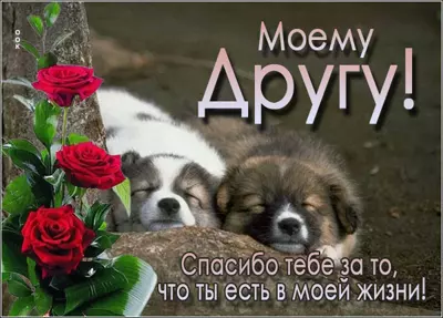 Postcard милая картинка моему другу