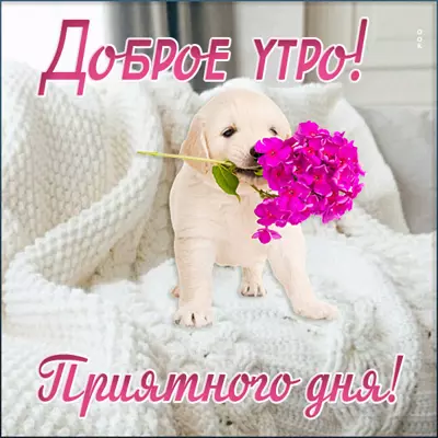 Postcard милая открытка доброе утро