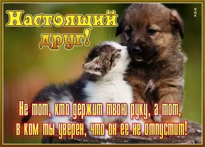 Postcard неподражаемая открытка  настоящий друг
