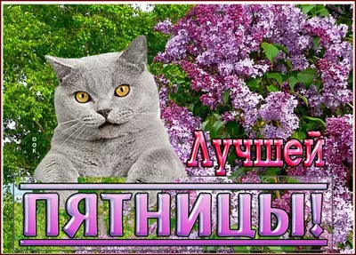 Picture очаровательная открытка лучшей пятницы