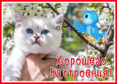Picture очаровательная открытка хорошего настроения