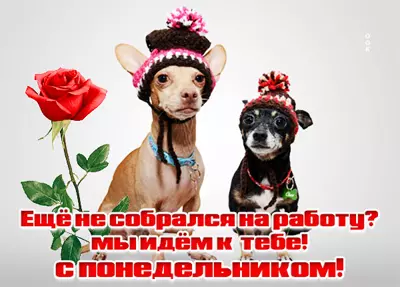 Postcard смешная картинка мы идем к тебе