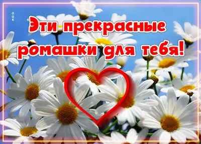 Postcard величественная открытка эти прекрасные ромашки для тебя