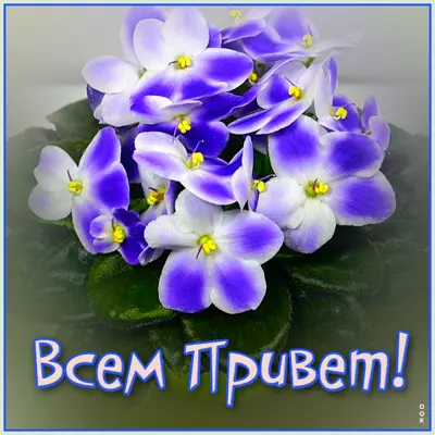 Postcard яркая открытка всем приветик