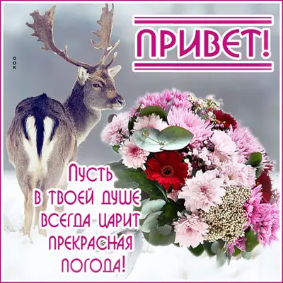 Postcard забавная открытка привет