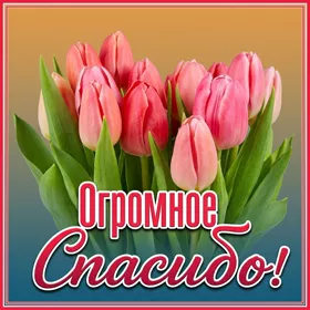 Картинка великолепная картинка спасибо