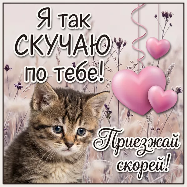 Картинка открытка скучаю с котиком