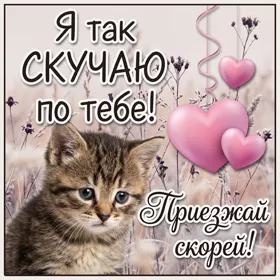 Картинка открытка скучаю с котиком