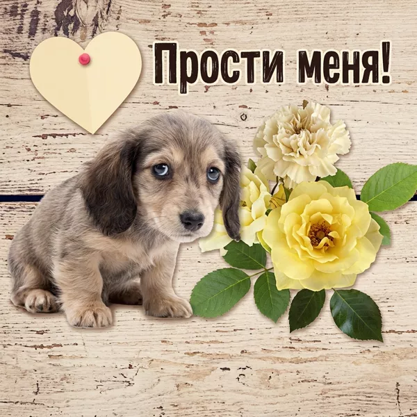 Открытка открытка прости с щеночком