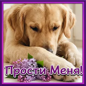 Открытка открытка прошу прости