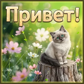 Картинка картинка пушистый привет