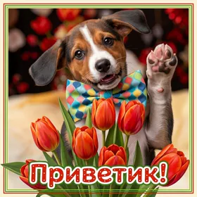 Открытка открытка привет с песиком