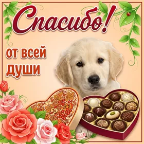 Картинка особенная открытка спасибо
