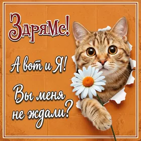 Открытка картинка привет как дела