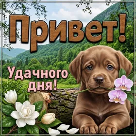 Postcard открытка привет и удачного дня