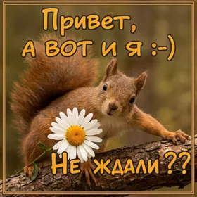 Postcard картинка привет с белочкой