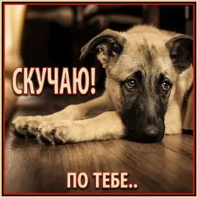 Postcard чудесная картинка очень скучаю по тебе