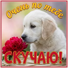 Picture чудесная открытка очень по тебе скучаю