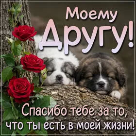 Postcard милая картинка моему другу