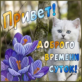 Postcard чудная открытка доброго времени суток