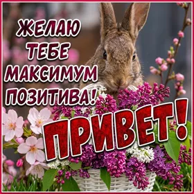 Postcard смешная открытка привет