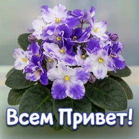 Postcard яркая открытка всем приветик