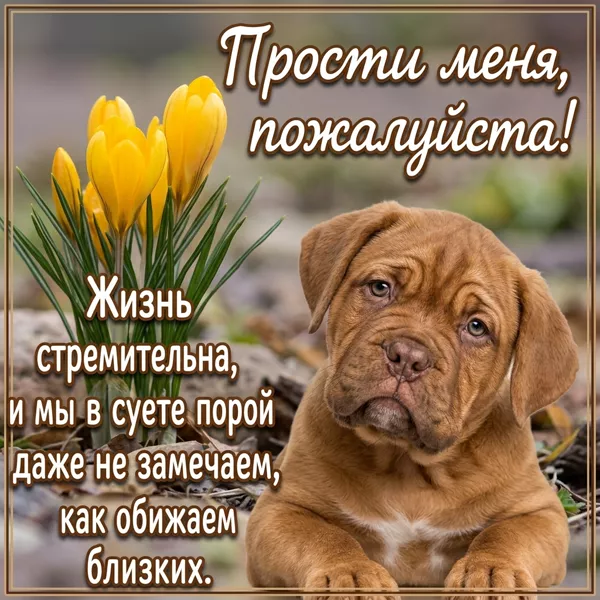 Postcard чудесная картинка прости меня пожалуйста