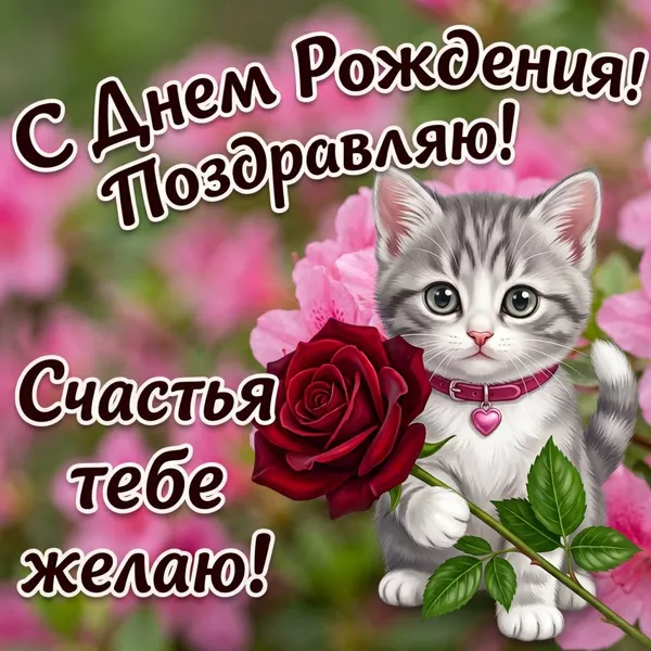 Открытка красивая картинка с днём рождения с котиком