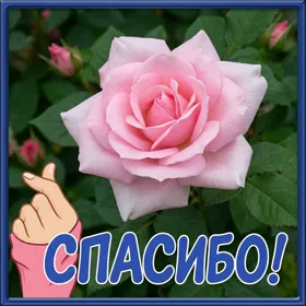 Postcard яркая картинка спасибо