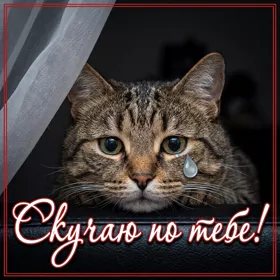 Postcard милая картинка скучаю по тебе